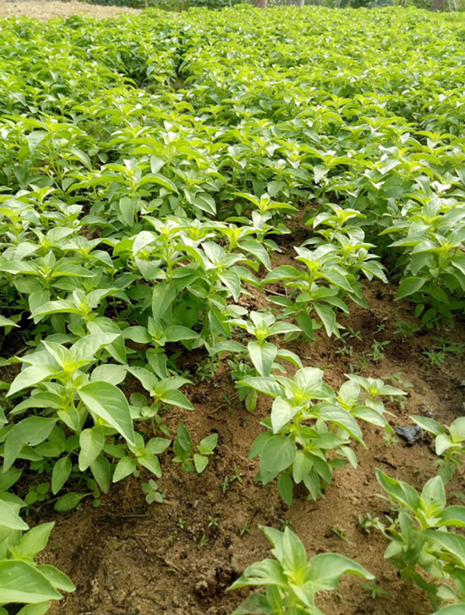 Nhiều người dân ở Phú Yên và Đắk Lắk đã mở rộng mô hình trồng cây lá é để bán ra thị trường