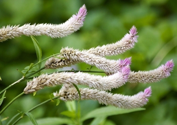 Cỏ dại thành thú chơi tao nhã, người bán kiếm bộn tiền