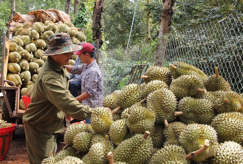 Sầu riêng Việt Nam đang có nhiều cơ hội khi đã đạt thỏa thuận xuất khẩu chính ngạch sang Trung Quốc.