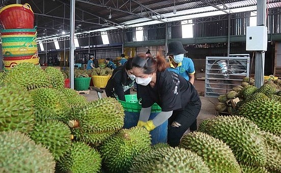 Việt Nam, sầu riêng vẫn chưa xây dựng được thương hiệu để tiếp cận người tiêu dùng