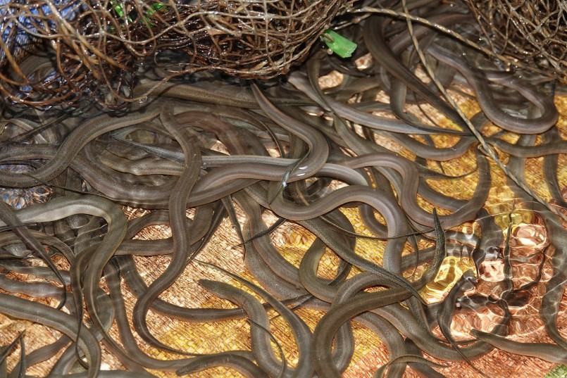 Lươn đồng được anh Tuấn thuần hóa để cho sinh sản, tạo ra con giống có sức đề kháng mạnh Lươn đồng được anh Tuấn thuần hóa để cho sinh sản, tạo ra con giống có sức đề kháng mạnh