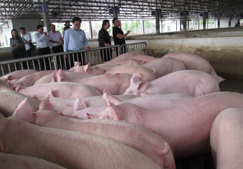 Các địa phương đang khẩn trương phòng chống dịch trên đang heo.