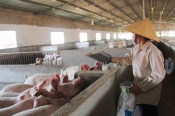 Giá heo hơi hôm nay tiếp tục giảm, dịch tả heo Châu phi đang lan rộng tại một số địa phương