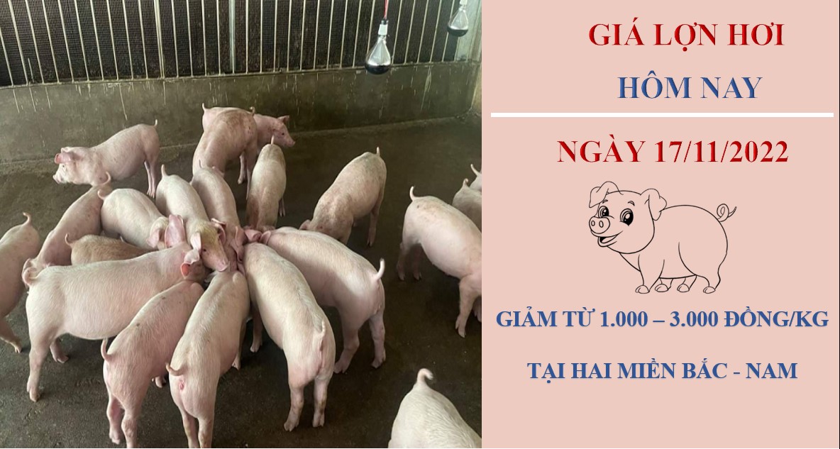 Giá heo hơi hôm nay 17/11/2022: Giảm nhẹ tại hai miền Bắc - Nam