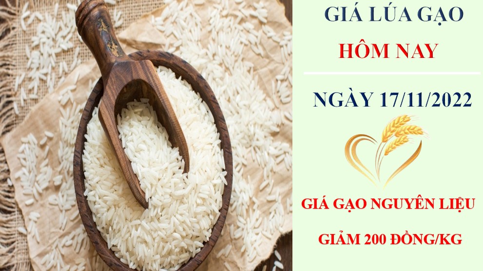 Giá lúa gạo hôm nay 17/11/2022: Giá gạo giảm 100 – 200 đồng/kg