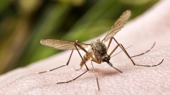 Cảnh báo bệnh nhân sốt xuất huyết diễn biến nặng tăng cao