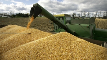 Việt Nam chi 2,65 tỷ USD nhập khẩu ngô