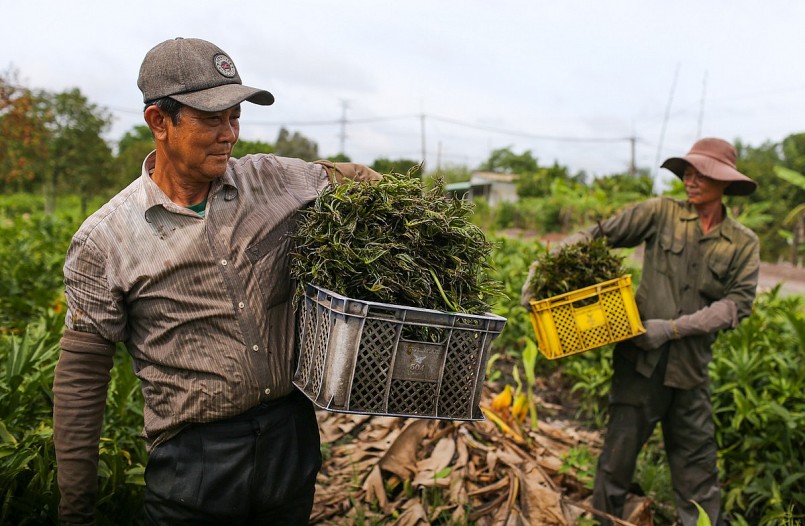 Những lão nông hái rau thuê