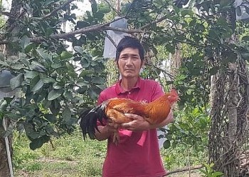 Nuôi gà trống thiến bán dịp Tết, giá 700 nghìn đồng/con vẫn luôn cháy hàng