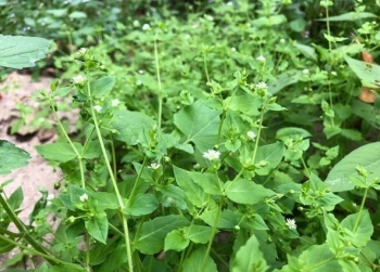 Rau mọc hoang tên như loài động vật, giá 70.000 đồng/kg vẫn được săn lùng