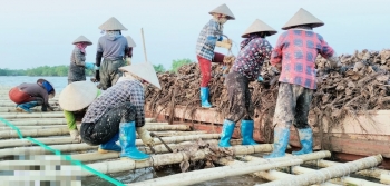 Nuôi loài nhuyễn thể không cần cho ăn, lão nông quê lúa thu tiền tỷ mỗi năm