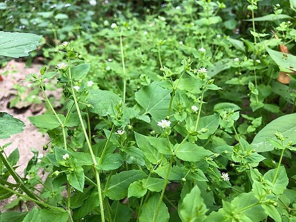 rau xương cá có vị chua nhẹ, tính bình