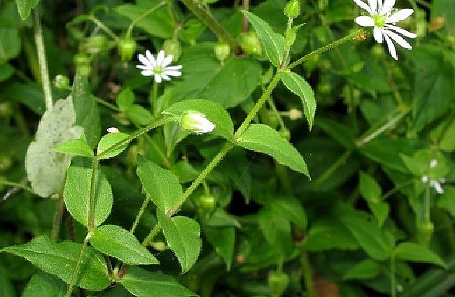 Đây là món rau rừng hoang dại nhưng càng ngày càng được nhiều người tìm kiếm