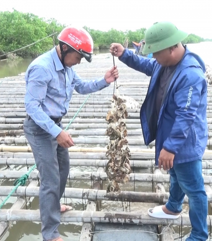 Mô hình nuôi hàu của anh Tạ Văn Thiết, xã Nam Phú, Tiền Hải từng bước mang lại thu nhập cao