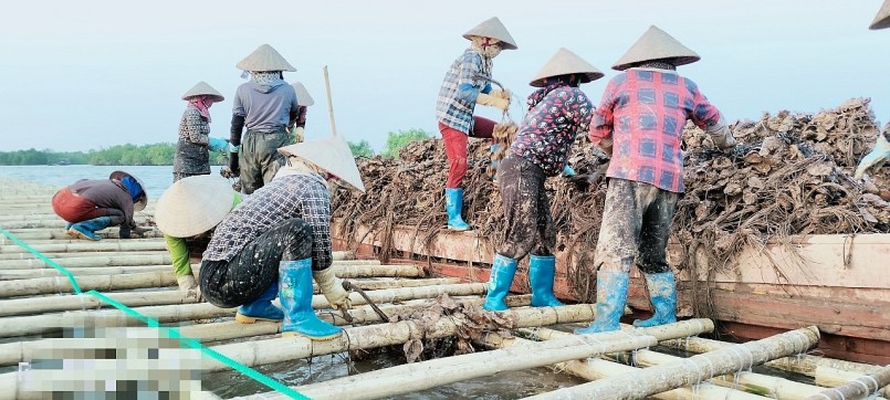 Nhân công của ông Tạ Văn Thiết đang thả hàu giống