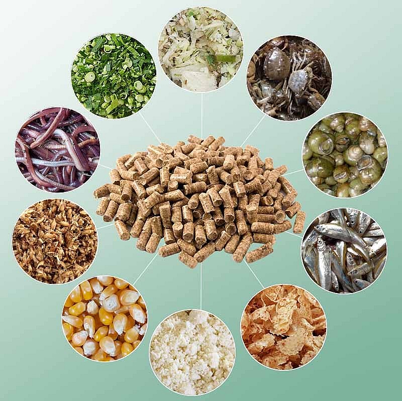 Tự chế biến thức ăn chăn nuôi, hướng đi mới của người chăn nuôi hiện nay