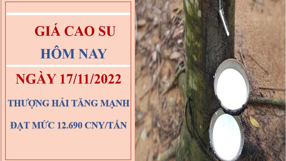 Giá cao su hôm nay 17/11/2022: Trái chiều tại thị trường châu Á