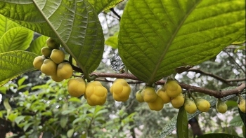 Một thời là cây dại giờ thành “nữ hoàng” trà mỗi cây trị giá 2 triệu