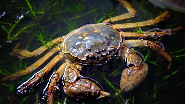 Đặc sản Hải Dương xưa cho không ai lấy, nay giới sành ăn "săn lùng" với giá 400.000 đồng/kg