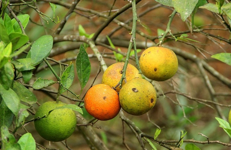 Cam bị nhiễm sâu bệnh nặng, năng suất giảm mạnh. Ảnh: Quang An