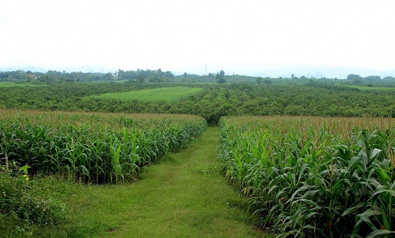 Vườn cam của ông Biên nay đã thay thế bằng những cánh đồng ngô sinh khối, phía xa là những cây quýt PQ, cam đã bị chặt bỏ hoàn toàn. Ảnh: Xuân Hoàng