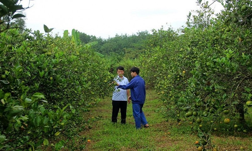 Vườn cam của anh Hậu ở xóm Thọ Thành, xã Minh Hợp không còn được đầu tư, chăm sóc như trước. Ảnh: Quang An