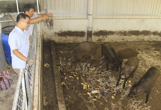 Anh Nguyễn Đăng Vương tiếp tục nhân giống lợn rừng lai.