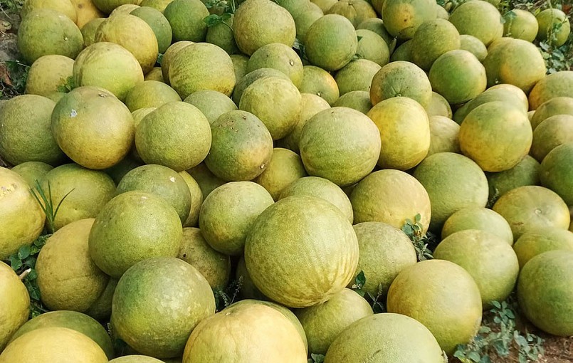 Nhiều đầu mối rao bán bưởi Soi Hà với giá chỉ vài nghìn đồng một quả Nhiều đầu mối rao bán bưởi Soi Hà với giá chỉ vài nghìn đồng một quả