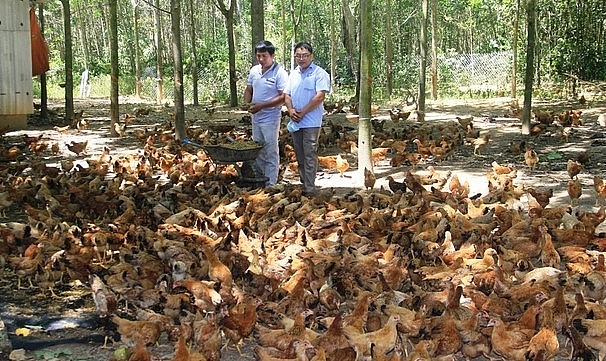 Đàn gà của anh Nguyễn Đăng Vương lên tới 3.000 con.