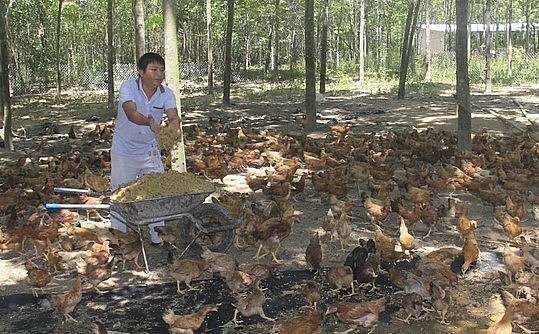 Mô hình trang trại chăn nuôi theo hướng hữu cơ mang lại nguồn thu gần 200 triệu đồng mỗi năm, sau khi đã trừ các loại chi phí.