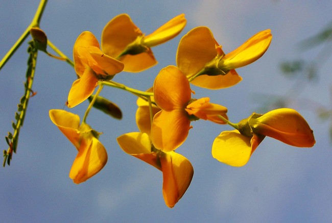 Xưa là hoa mọc bờ ranh nay “lên đời” thành đặc sản ngon nức tiếng miền Tây