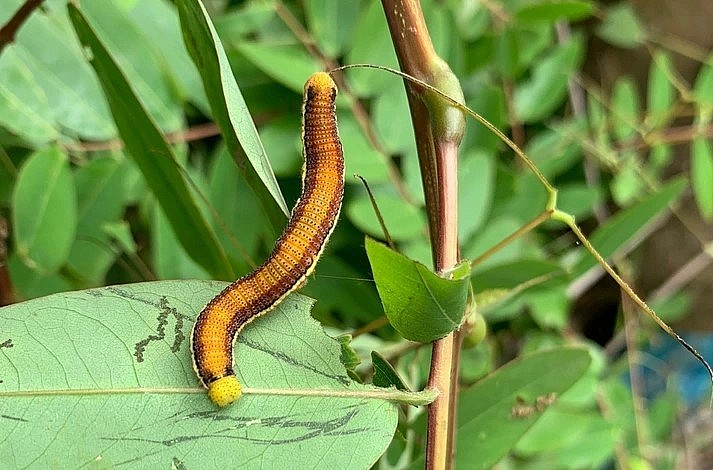 Nhộng sâu muồng có màu xanh, bám sau các lá cây.