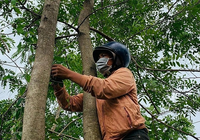 Người dân leo lên cây muồng để bắt sâu, nhộng về chế biến món ăn.