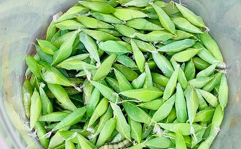 Sâu muồng được bắt về, chế biến thành nhiều món bổ dưỡng.