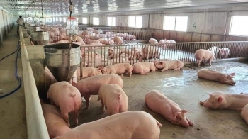 Dự báo giá heo hơi ngày 18/11: Tăng nhẹ nhờ tín hiệu tích cực từ xuất khẩu thịt và sản phẩm thịt