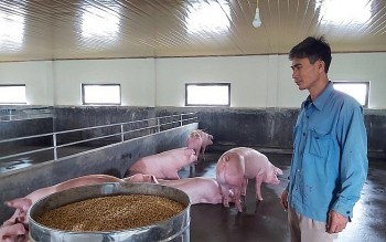 Chuẩn hóa các quy định để tăng cường quản lý hiệu quả thức ăn chăn nuôi