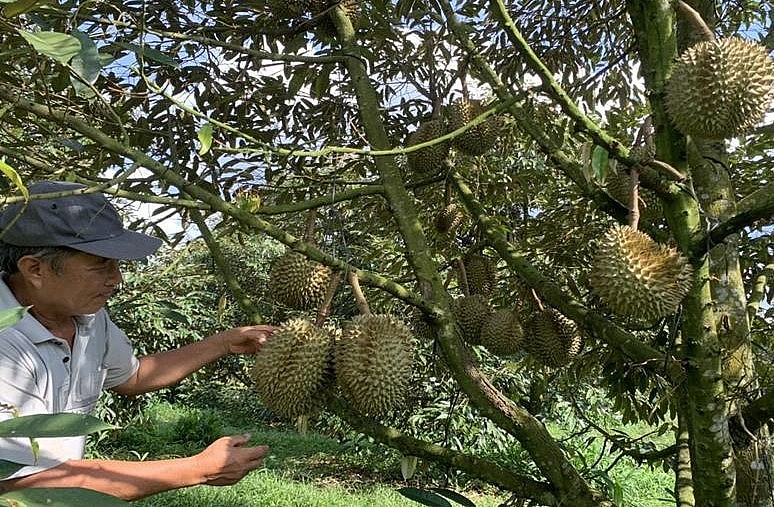 HTX Thương mại dịch vụ nông nghiệp Xuân Định (huyện Xuân Lộc, tỉnh Đồng Nai) được cấp mã số vùng trồng xuất khẩu đi Trung Quốc. Ảnh: Phan Anh HTX Thương mại dịch vụ nông nghiệp Xuân Định (huyện Xuân Lộc, tỉnh Đồng Nai) được cấp mã số vùng trồng xuất khẩu đi Trung Quốc. Ảnh: Phan Anh