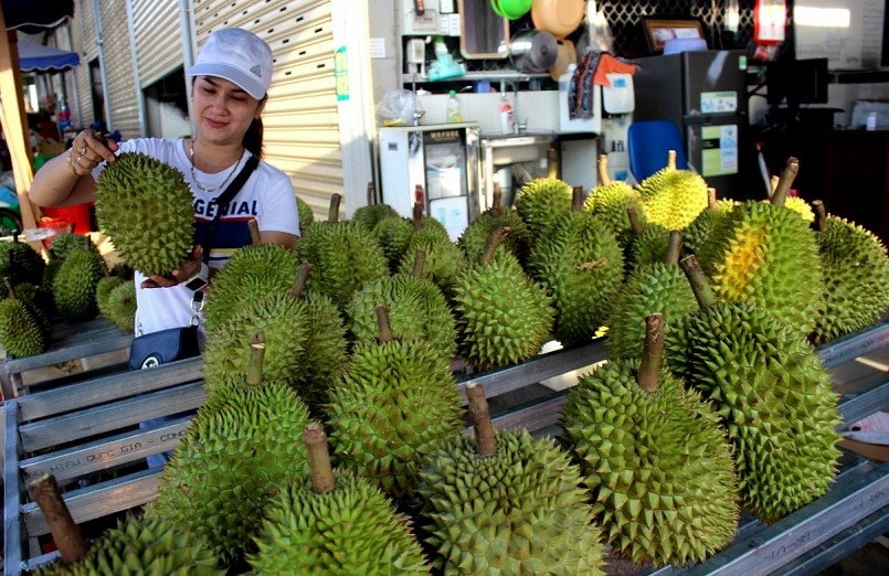 toàn tỉnh đã có 7 mã số vùng trồng sầu riêng với quy mô 533 ha được cấp phép xuất khẩu chính ngạch sang thị trường Trung Quốc toàn tỉnh đã có 7 mã số vùng trồng sầu riêng với quy mô 533 ha được cấp phép xuất khẩu chính ngạch sang thị trường Trung Quốc