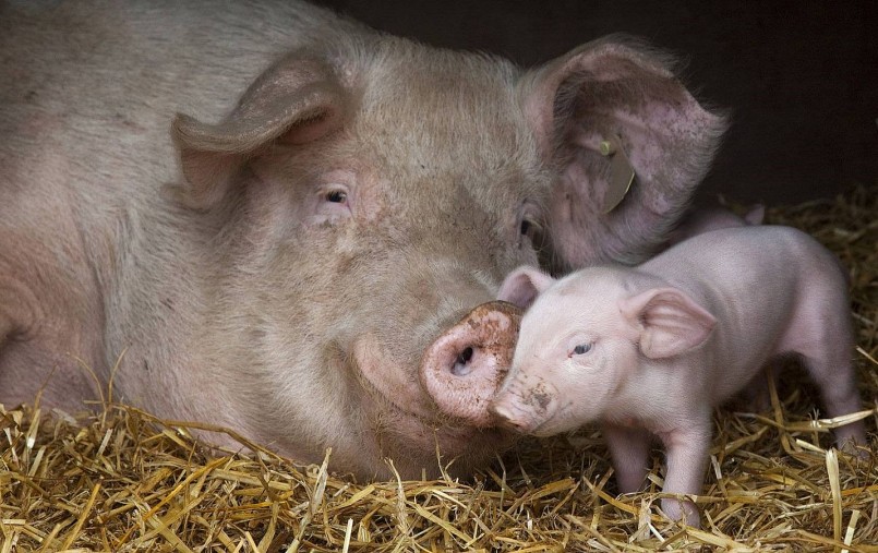 Giá heo hơi hôm nay (18/11) đồng loạt giảm mạnh tại tất cả các địa phương, nhiều nơi giá heo giảm tới 3.000 đồng/kg. Giá heo hơi hôm nay (18/11) đồng loạt giảm mạnh tại tất cả các địa phương, nhiều nơi giá heo giảm tới 3.000 đồng/kg.