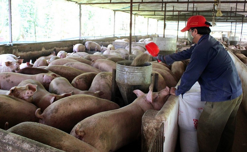 Người chăn nuôi đang chịu thua lỗ nặng bởi chi phí tăng cao, giá liên tục giảm sâu Người chăn nuôi đang chịu thua lỗ nặng bởi chi phí tăng cao, giá liên tục giảm sâu
