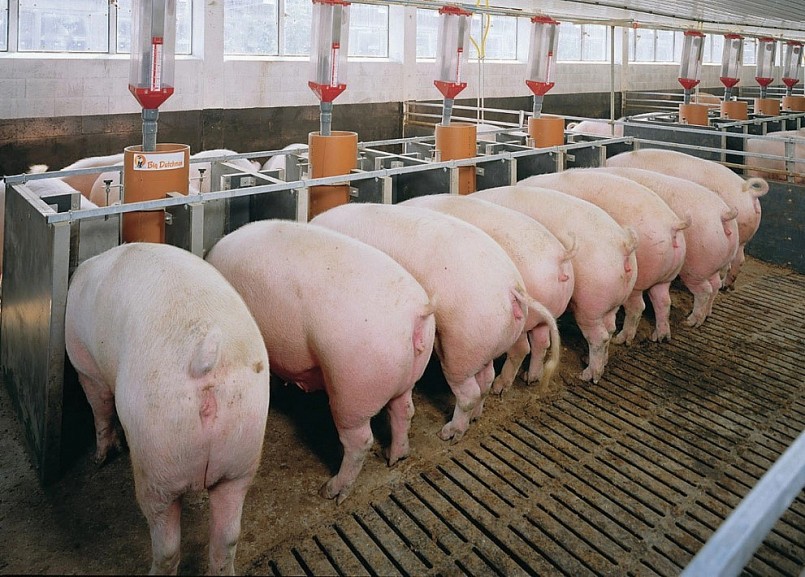 Giá heo hơi có một tuần giảm liên tục về sát ngưỡng 50.000 đồng/kg. Giá heo hơi có một tuần giảm liên tục về sát ngưỡng 50.000 đồng/kg.