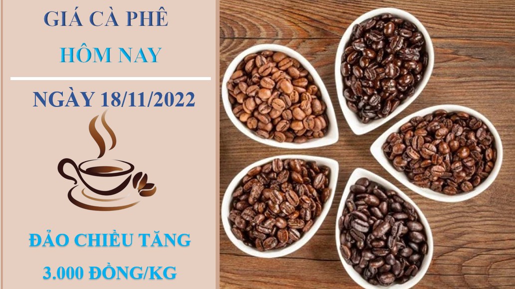 Giá cà phê hôm nay 18/11/2022: Tăng 300 đồng/kg sau khi chạm đáy