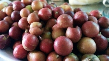 Loại trái xưa rụng đầy gốc không ai nhặt, giờ thành đặc sản nhiều người săn đón