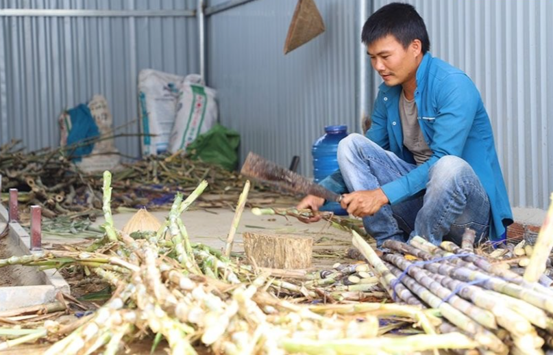 Anh Trường trồng mía làm thức ăn giàu dinh dưỡng cho dúi phát triển