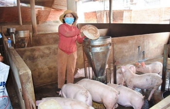 Người chăn nuôi heo đang… “chơi đẹp”