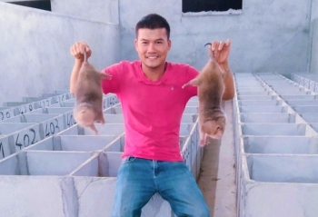 9x thuần hoá dúi rừng chỉ ăn tre không uống nước, thu lãi nửa tỷ đồng mỗi năm