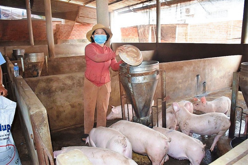 Người chăn nuôi heo đang… “chơi đẹp” Người chăn nuôi heo đang… “chơi đẹp”