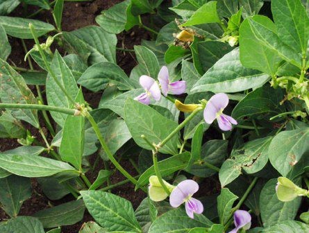 Loại lá xưa bỏ đi, giờ thành đặc sản được nhiều người ưa chuộng