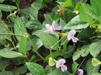 Loại lá xưa bỏ đi, giờ thành đặc sản được nhiều người ưa chuộng