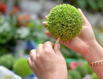 Mua hàng tấn thanh long về chỉ để lấy hạt ươm chậu cảnh, bỏ túi hàng trăm triệu đồng